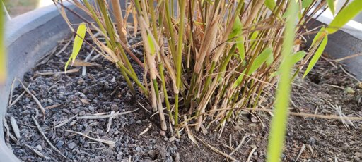 Bamboo stalks bottom 